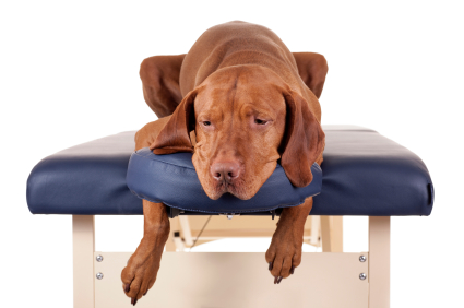 golden dog laying on the massage table on white background